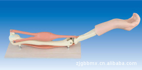 教學(xué)新利器——供應(yīng)高質(zhì)量肘關(guān)節(jié)(PVC)解剖模型，助您深入理解